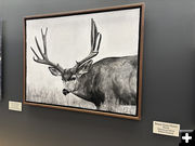 Stealth. Photo by Dawn Ballou, Pinedale Online.