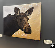 Local Moose. Photo by Dawn Ballou, Pinedale Online.