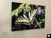 Gifts of Life. Photo by Dawn Ballou, Pinedale Online.