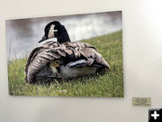 Maternal Repose. Photo by Dawn Ballou, Pinedale Online.