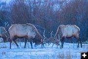 Sparring bull elk. Photo by Dave Bell.