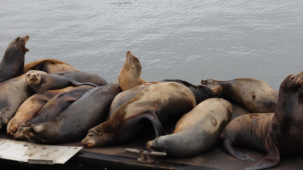 A Load Of Sea Lion. Photo by Dave Bell.