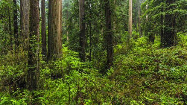 The Redwood Forest Splendor. Photo by Dave Bell.