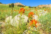 More Orange Paintbrush. Photo by Dave Bell.