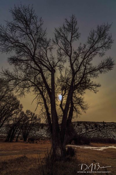 Winter Cottonwood. Photo by Dave Bell.