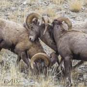 Ram Scrum. Photo by Dave Bell.