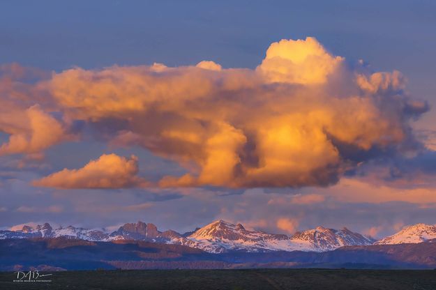 Spectacular Wow!. Photo by Dave Bell.