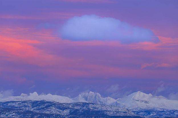 Alpenglow Pink. Photo by Dave Bell.