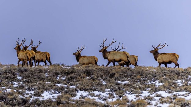 On The Move. Photo by Dave Bell.