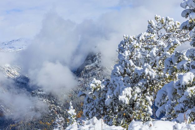 Snowy Fog. Photo by Dave Bell.