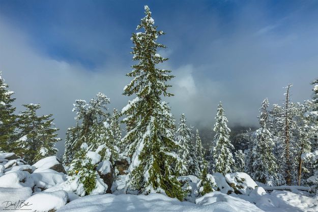 Snowy Wonderland. Photo by Dave Bell.