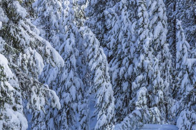 Ghost Trees. Photo by Dave Bell.