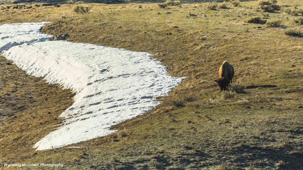Buffalo and Spring Snowdrift. Photo by Dave Bell.