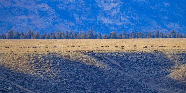 Migrating Bison. Photo by Dave Bell.