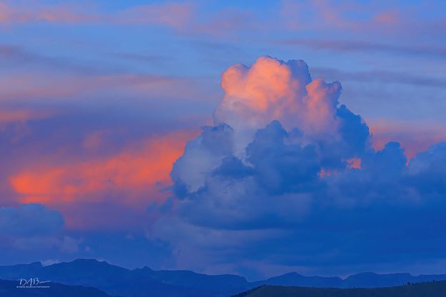 Floating Pink. Photo by Dave Bell.