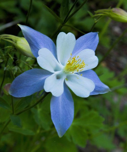 Colorado Columbine. Photo by Dave Bell.