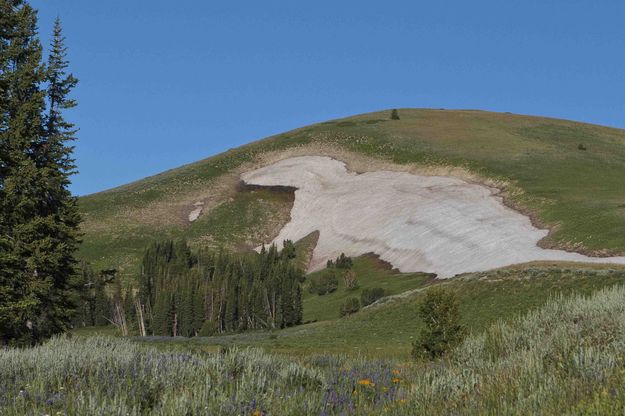Giant Snow Gopher Lives On Lookout Peak. Photo by Dave Bell.