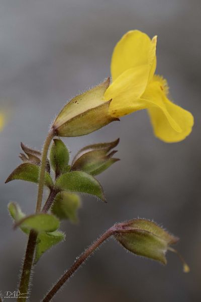 Yellow . Photo by Dave Bell.