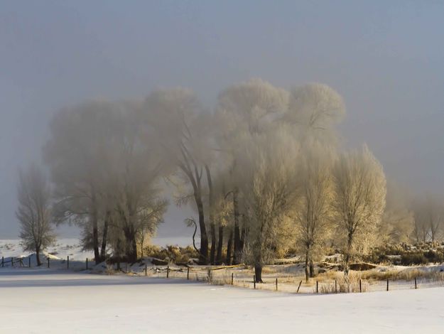 Foggy and Frosty. Photo by Dave Bell.