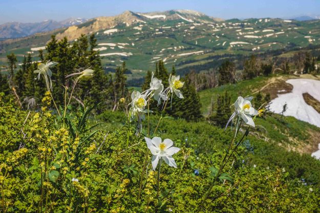 Columbine And Deadman Mountain. Photo by Dave Bell.