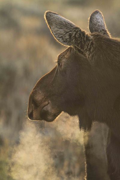 Cow Moose. Photo by Dave Bell.