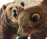 Do Bears Have Tonsils. Photo by Dave Bell.