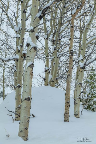 Deep Snow. Photo by Dave Bell.