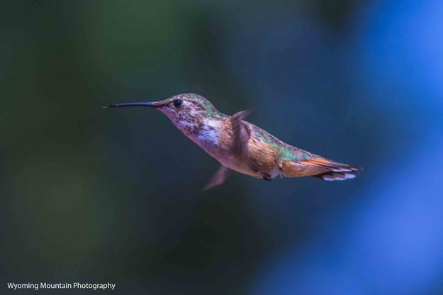 Hover Hummer. Photo by Dave Bell.