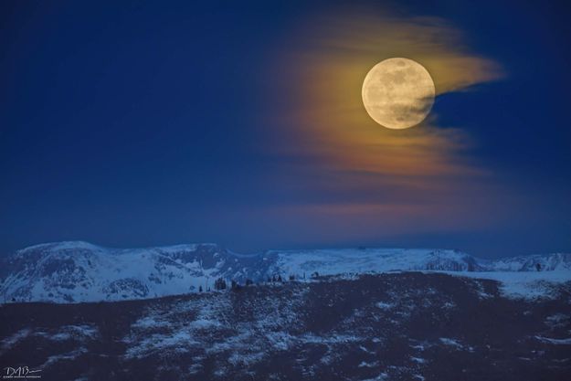 Moonie. Photo by Dave Bell.