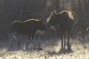 Life Is Better When Mom Is Around. Photo by Dave Bell.