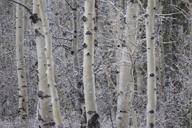Falling Snow. Photo by Dave Bell.