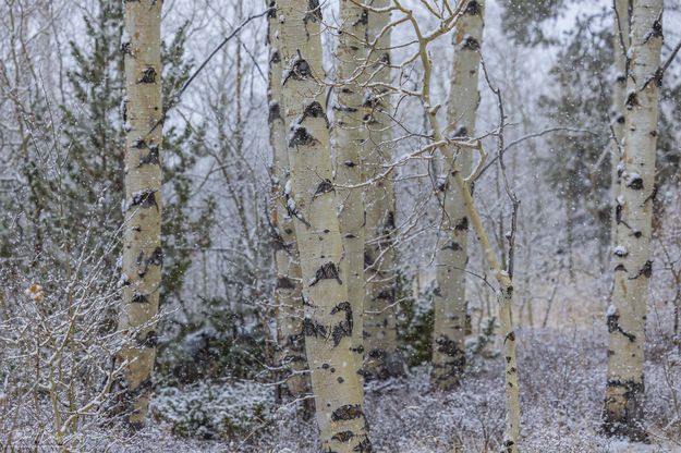 Aspen Beauty. Photo by Dave Bell.