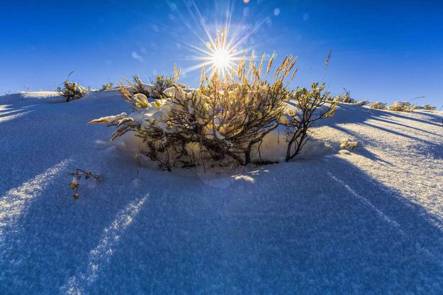 Sagebrush Burst. Photo by Dave Bell.