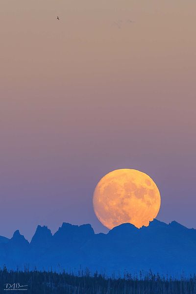 Soaring Eagle Moon--Look Closely. Photo by Dave Bell.