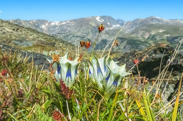 Arctic Gentian. Photo by Dave Bell.