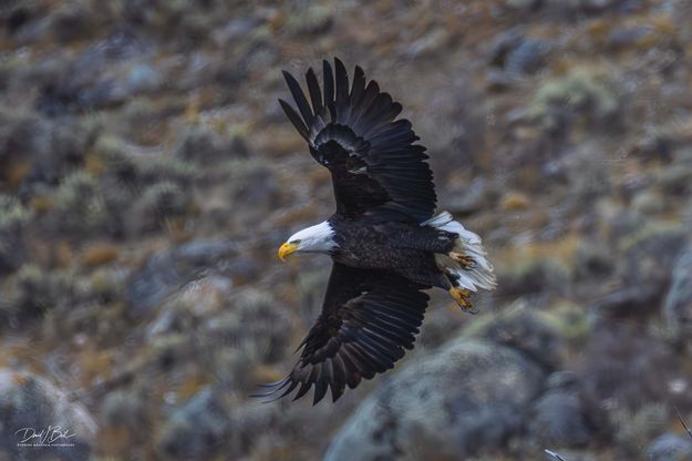 Bird In Flight. Photo by Dave Bell.