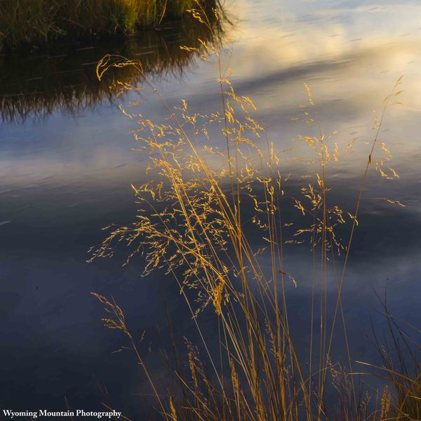 Fall Grasses. Photo by Dave Bell.