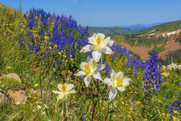 Columbine And Lupine. Photo by Dave Bell.