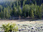 Elk along the road