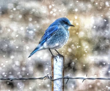 Snowbird. Photo by Sharon Rauenzahn.