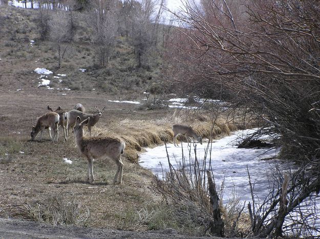 Deer by Canal. Photo by Pinedale Online.