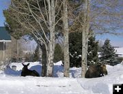 Moose out front. Photo by Pinedale Online.