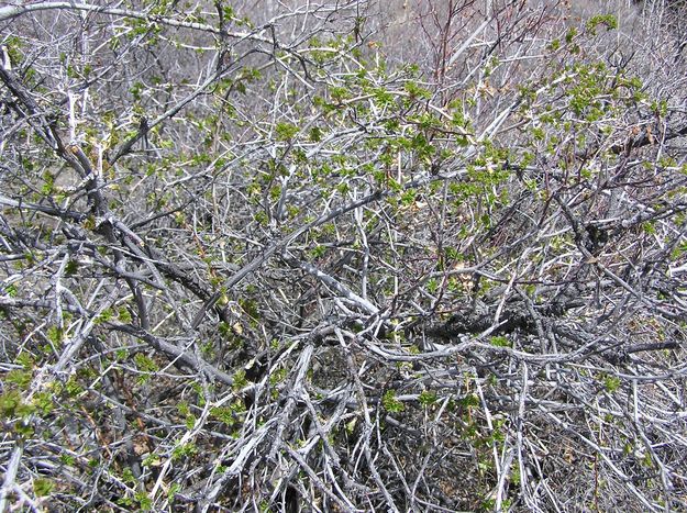 First Leaves at Half Moon Lake. Photo by Pinedale Online.