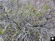 First Leaves at Half Moon Lake. Photo by Pinedale Online.