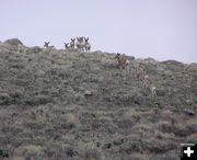 Skyline Deer. Photo by Pinedale Online.