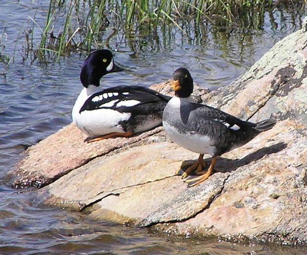 Barrows Goldeneye on rock. Photo by Pinedale Online.