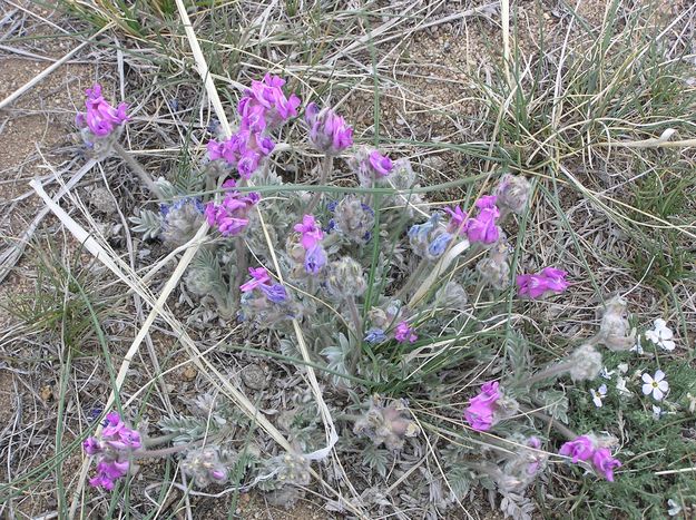 Wildflowers by the lake. Photo by Pinedale Online.