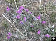 Wildflowers by the lake. Photo by Pinedale Online.