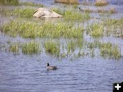 Birds on Soda Lake ponds. Photo by Pinedale Online.