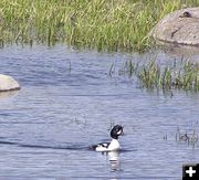 Barrows Goldeneye. Photo by Pinedale Online.